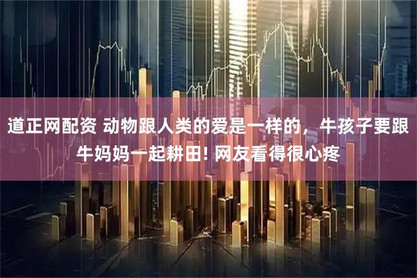 道正网配资 动物跟人类的爱是一样的，牛孩子要跟牛妈妈一起耕田! 网友看得很心疼